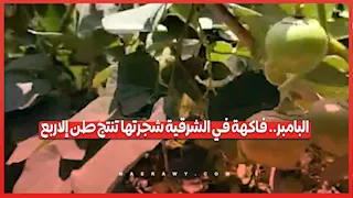 البامبر.. فاكهة في الشرقية شجرتها تنتج طن إلاربع