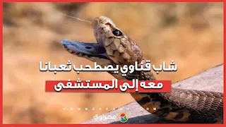 لدغه فأحضره في كيس.. شاب قناوي يصطحب ثعبانا معه إلى المستشفى