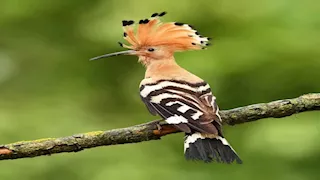 بالصور.. أكثر 7 كائنات كريهة الرائحة في العالم 