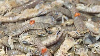 الجمبري الكداب.. فسفور الغلابة وتسالي الأغنياء في أسواق بورسعيد -صور