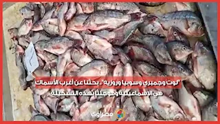 "لوت وجمبري وسوبيا وروزيه".. بحثنا عن أغرب الأسماك في الإسماعيلية وفوجئنا بهذه التشكيلة