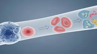  كيف يؤثر الالتهاب المزمن على الجسم والدماغ؟.. أطعمة قد تقلل الخطر