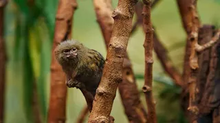 أصغر الحيوانات في العالم.. مخلوقات بحجم مذهل وقدرات استثنائية 