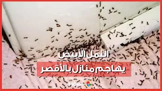 النمل الأبيض يهاجم منازل بالأقصر.. ومديرية الزراعة تتدخل لإنقاذ الأهالي
