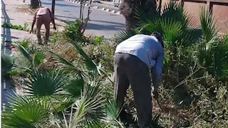أحواض الزينة تعود للحياة في شوارع دمنهور.. زراعة وصيانة لتحسين المظهر الحضاري
