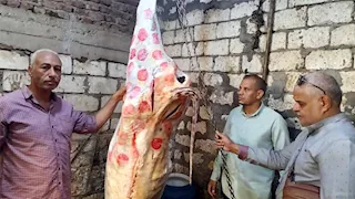 "أختام مزورة ومادة ملونة".. ضبط 151 كيلو لحوم داخل محل جزارة بالمنيا (صور)
