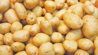 الحاصلات البستانية يدعم صغار مزارعي البطاطس في المنيا