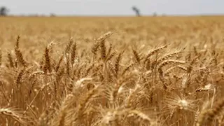 موسم القمح ينتهي برقم قياسي.. البحيرة تحقق زيادة 30.7% في التوريدات