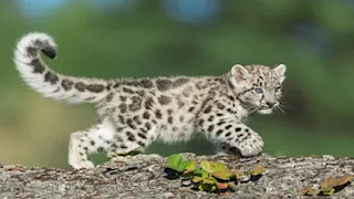 newsimg
