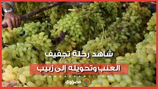 من صحراء المنيا إلى العالم.. شاهد رحلة تجفيف العنب وتحويله إلى زبيب في عروس الصعيد