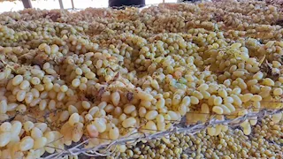 كيف يتحول العنب إلى زبيب؟.. "مصراوي" يكشف أسرار الرحلة من مزارع المنيا - فيديو وصور