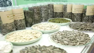 هل تناول قشور البذور يضر المعدة؟ طبيب يكشف المخاطر 