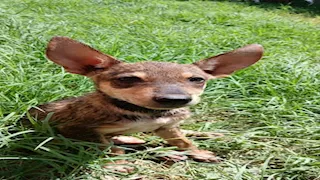 أطفال يعثرون على حيوان غامض في البحيرة.. ما القصة؟ (صور)