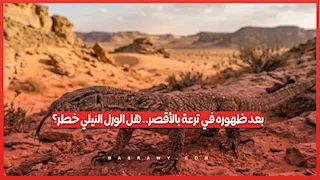 بعد ظهوره في ترعة بالأقصر.. هل الورل النيلي خطر؟