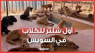 رحمة بالحيوان وأمان للمواطن.. شاهد أول شلتر لإيواء الكلاب في السويس