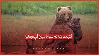 لحظة هجوم أنثى دب على سيارة سياح بعد الاقتراب من صغارها