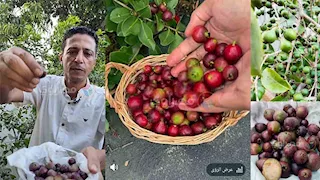 جوافة بحجم الكريز وطعم الفراولة.. سر ثمرة تُباع بـ 2000 جنيه للكيلو في الشرقية -فيديو وصور  