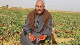 نقيب الفلاحين يتوقع وصول كيلو الطماطم إلى40 جنيها أول أكتوبر المقبل