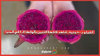 الكيلو بـ 500 جنيه.. شاهد فاكهة التنين بألوانها الـ 4 في المنيا