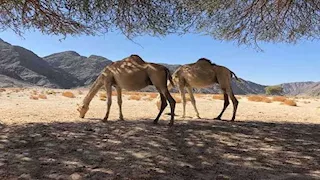كيف يأكل الجمل الصبار بأشواكه دون تعرضه لأذى؟.. سر مذهل في فمه