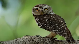  بالصور.. 5 حيوانات تمتلك قدرات بصرية مذهلة تتفوق على البشر