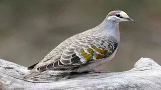لماذا يفضل الحمام المشي بدلا من الطيران؟.. السبب قد يدهشك 