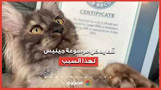 قط بـ29 إصبعًا يدخل موسوعة جينيس للأرقام القياسية