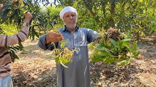 "محصولنا اتضرب وضاع شقى السنة".. مزارعو المانجو بكفرالشيخ يصرخون من تراجع إنتاج الفدان 