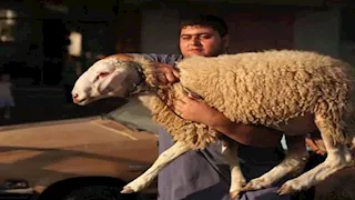 الإفتاء توضح حكم العقيقة عن الذكر والأنثى وطريقة توزيعها وحكم تركها