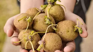 قبل طهيها.. لماذا يجب الحذر من البطاطس المنبتة والخضراء؟