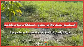 "المحاصيل بتتلف والأرض بتغرق".. استغاثة عاجلة من فلاحي قرية الواصفية بالإسماعيلية بسبب المياه الجوفية