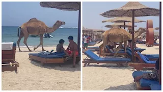 "ساب مكانه وراح البحر".. جمل يفاجئ السائحين على شاطئ بمرسى علم (فيديو وصور)
