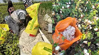 انطلاق موسم جني القطن بالفيوم.. إنتاجية مبشرة للتجارب الإرشادية والحرارة تحاصر "اللوز" -صور