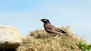 "يأكل النباتات والحيوانات".. معلومات قد لا تعرفها عن طائر المينا الهندي