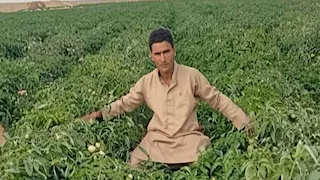 ذهب لتفقد أرضه فعاد في نعش.. جنازة شاب بالفيوم قتل داخل مزرعته بالضبعة -صور