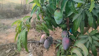 "أكثر من 100 صنف عالمي".. كيف أصبحت مزارع الفيوم قبلة لزراعة المانجو؟ (فيديو وصور)
