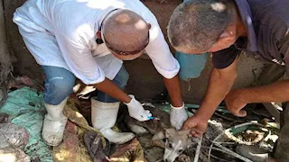 تحرك عاجل من بيطري المنوفية بعد واقعة هجوم الكلاب على أغنام ميت مسعود- صور