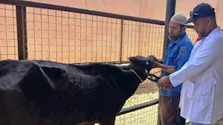  تحصين وترقيم حيوانات مزرعة كلية الطب البيطرى بأسوان -صور