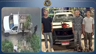 جريمة في وضح النهار.. ضبط 4 متهمين بتقطيع أشجار الشوارع وسرقتها في الإسكندرية