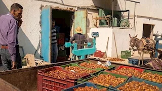 43 جنيهًا للكيلو.. الوادي الجديد تبدأ استلام التمور من المزارعين