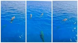 بالصور- ظهور 3 من عروس البحر.. ماذا حدث في مياه الغردقة؟