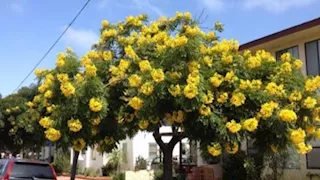 أكاسيا وبونسيانا وخف الجمل.. 7 أنواع أشجار سيتم زراعتها لتخضير القاهرة