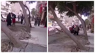 بيان حكومي ينفي قطع شجرة في عين شمس: "سقطت من تلقاء نفسها"