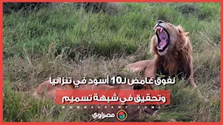 10 أسود نافقة في تنزانيا.. وتحقيق في شبهة تسميم