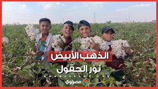 الذهب الأبيض نور الحقول.. فرحة الفلاحين بجني القطن في الإسماعيلية