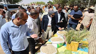 بطاطا للتصدير ونباتات طبية.. الوادي الجديد تتوسع في زراعة 1000 فدان بباريس