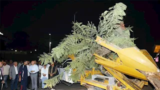 صور- 6 ساعات لإنقاذ شجرة عملاقة بعد سقوطها المفاجئ بمصر الجديدة