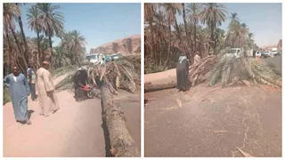  بالصور- سقوط نخلة يعطل الحركة المرورية على طريق «مصر – أسوان» الزراعي