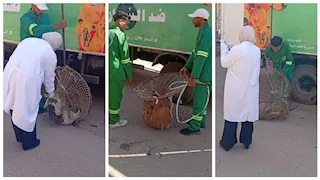 "شوفت بعيني طفل بيهوهو".. تفاصيل حملة الدقهلية لمواجهة الكلاب الضالة (صور)