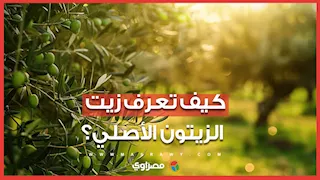 كيف تعرف البكر الأصلي من المغشوش؟.. شاهد مراحل استخراج زيت الزيتون في الإسماعيلية